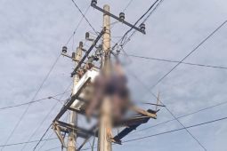Tragis, pencuri kabel tewas tergantung di trafo PLN