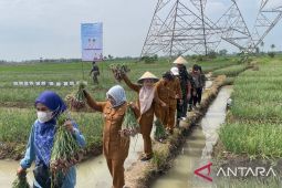 Produksi Bawang merah di Kabupaten Serang penuhi 12 persen kebutuhan