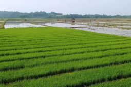 Dukung ketahanan pangan, Distan Lebak minta petani tanam Inpari 32