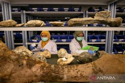 Belanda akan pulangkan koleksi fosil Eugene Dubois ke Indonesia