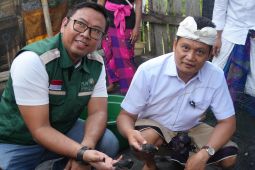 PLN dan Pemkab Jembrana lestarikan penyu laut