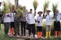 Sulbar tingkatkan infrastruktur pertanian guna genjot produksi padi