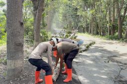 Polres FloresTimur membersihkan pohon tumbang akibat erupsi Lewotobi