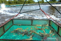 KKP Resmi Buka 3.000 Lowongan Kerja di NTT, Daftar Mulai 10 Februari 2026!