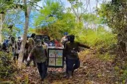 BKSDA lepas liarkan tiga siamang ke TNGL