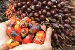 Pemprov Kalteng optimalkan forum daerah SDA guna tingkatkan DBH dari Pusat