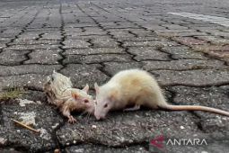 Satu warga Kota Kupang terjangkit Hantavirus dari tikus