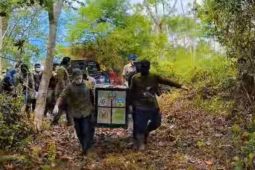 BKSDA lepasliarkan tiga siamang ke Taman Nasional Gunung Leuser