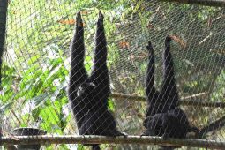 Tiga siamang dilepasliarkan di Taman Nasional Gunung Leuser