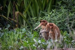 Tapak habitat Bekantan Pulau Curiak bagian dari Geopark Meratus