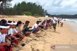 BTID melepasliarkan tukik maknai hari suci "Tumpek Kandang"