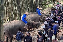 TSI Bogor kenalkan Safari Trek Premium berbasis edukasi dan konservasi