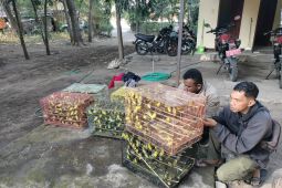 BKSDA NTT gagalkan pengiriman 1.260 ekor burung pleci kacamata jawa ke Surabaya