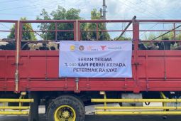 Khofifah: 1.080 sapi perah bunting impor perkuat upaya swasembada susu