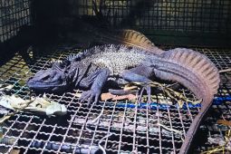 Over 400 smuggled birds, reptiles seized at E Java port