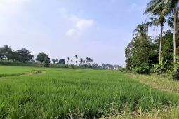 Pemprov Lampung minta petani percepat tanam padi untuk capaian produksi