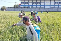 Ponorogo gencarkan penyemprotan serentak guna atasi hama werenng