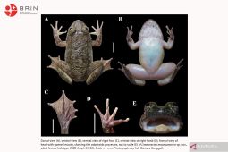 BRIN temukan dua spesies katak baru bertaring