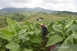Produksi tembakau di Garut