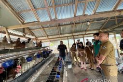 PLN latih budi daya dan pengolahan limbah ayam buras di Tomohon