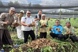 PLN dukung kemandirian ekonomi pesantren melalui budidaya jahe