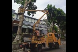 Mataram gencarkan perantingan pohon  mitigasi bencana