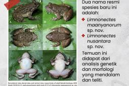 BRIN temukan dua spesies baru katak bertaring di kawasan Pegunungan Meratus