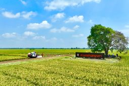 Holding pangan:  Warisan ekonomi untuk Generasi Emas