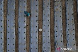 Pemkot Kendari siapkan lahan untuk pertanian perkotaan