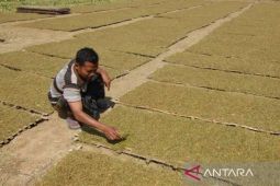 Pemkab Sumenep bantu petani bibit tembakau