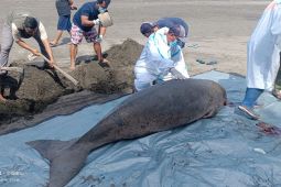 Seekor mamalia dugong mati terdampar di Perancak-Jembrana
