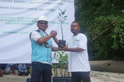 PLN menanam 1.000 bibit mangrove di Kabupaten Manokwari