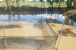 Pemprov motivasi warga manfaatkan pekarangan untuk budi daya ikan