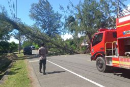 BPBD imbau warga Aceh Besar waspadai pohon tumbang