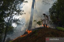 BNPB: Tim gabungan berhasil padamkan tiga hektare karhutla di Solok