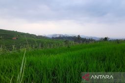 Pemkab Kuningan menargetkan luas tambah tanam padi capai 75.682 ha