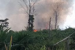 Tahura di Batang Hari Jambi terbakar
