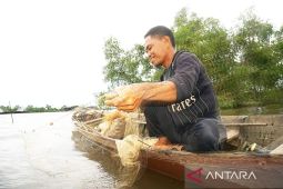Mengais rezeki pada kehidupan bekantan di Pulau Curiak