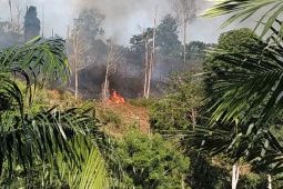 Kawasan tahura di Kabupaten Batang Hari terbakar