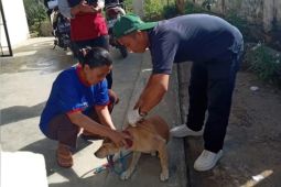 Dinkes: Sebanyak 148 warga Rejang Lebong terkena gigitan HPR