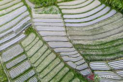 Enam kecamatan di Sigi mulai cetak sawah baru seluas 1.200 ha