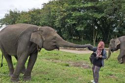 Gubernur Lampung: Pemerintah  jaga TNWK untuk konservasi gajah