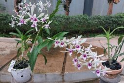 Unila lakukan budi daya anggrek lewat pusat penelitian genetik
