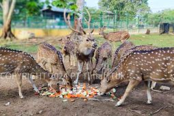 Lindungi Satwa Endemik, PT Timah laksanakan Kehati - Pusat Penyelamatan Satwa