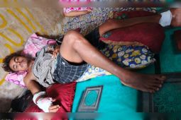 Beruang madu menyerang pekerja sawit di Kotim Kalteng