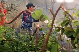 BPBD OKU padamkan karhutla di dua desa