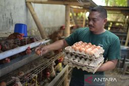 Jalan lebar peternak telur Waingapu dalam pelukan MBG
