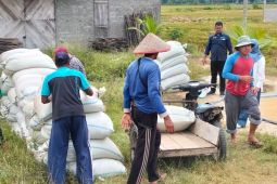 Harga gabah tembus Rp8 ribu per kilogram di Abdya