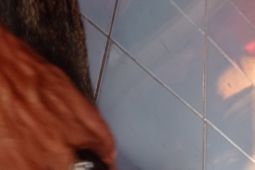 Disnakeswan Lebak optimalkan vaksinasi anti rabies hewan peliharaan