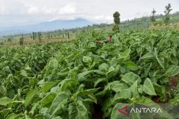 Produksi tembakau petani Garut terserap habis industri rokok luar daerah